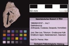 Foto (Objekt + Etiketten) von Gastrodorus sp. (NHMW-GEO-1990-0041-0107)